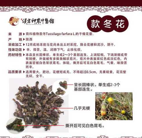 越冬花什么时间与技术 过冬菜花的种植时间及管理技术(越冬花菜什么时候种植)