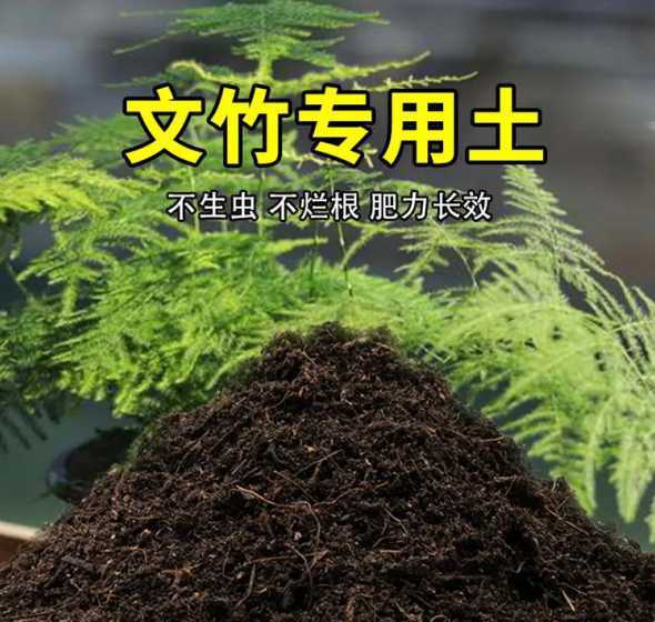 文竹需要什么颜色土壤 文竹土壤偏酸性还是碱性
