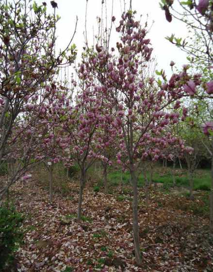 什么时间种紫玉兰树好 紫玉兰什么时间移栽