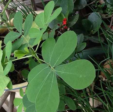 喷什么植物叶子能展开 植物喷什么叶子发亮