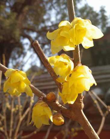 腊梅上有什么美和品质 腊梅的品质和精神