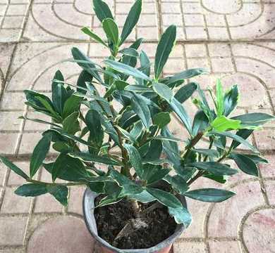 冬天金边瑞香怎么浇水 金边瑞香冬天怎么养 怎么浇水