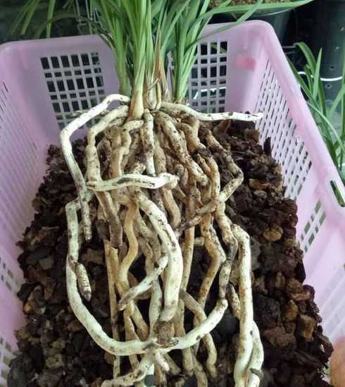 兰花的根系是怎么样的 兰花是什么根系的植物