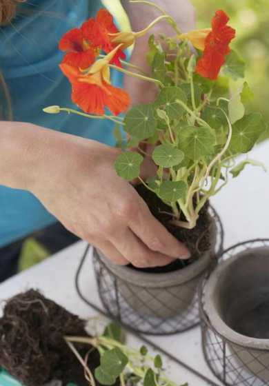 旱金莲小苗叶子怎么养 旱莲花怎么养