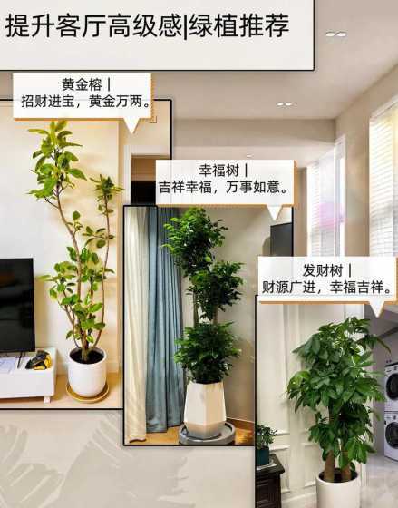 客厅摆什么绿植旺财 客厅摆什么绿植好看又旺财