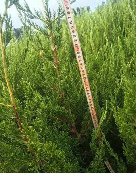 50公分的柏树多少钱 柏树的价格一般多少