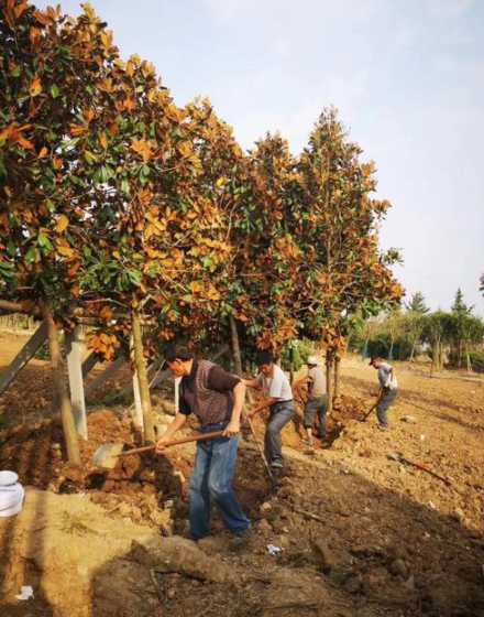 广玉兰树什么时候栽种 玉兰花什么时候种植