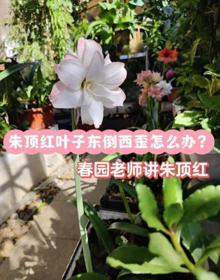 朱顶红叶子倒伏怎么办 朱顶红徒长了怎么办