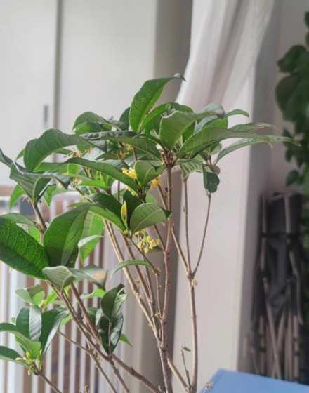 为什么室内不能养桂花 桂花在室内可以养吗,有没有毒