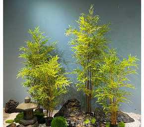 竹子一般搭配什么植物 竹子旁边种什么植物好啊 怎么搭配好看