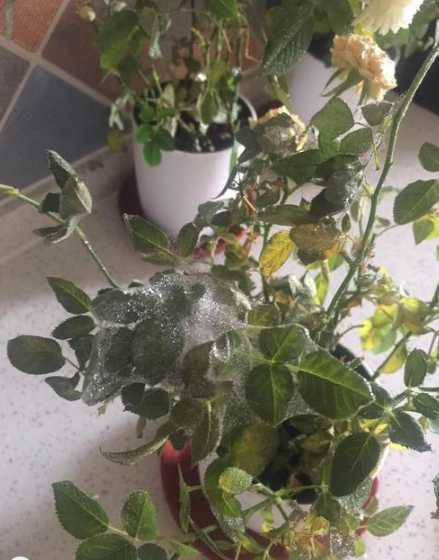 为什么玫瑰花总是起虫 家里种的玫瑰花叶子很容易有虫,怎样除虫