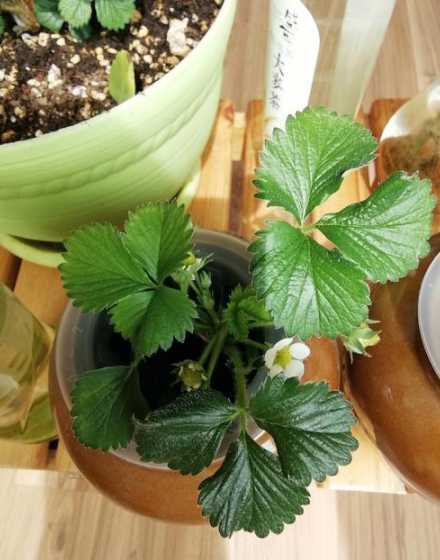 草莓水培为什么长不快 水培草莓的种植方法