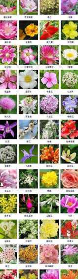 常见都有什么花的名字 鲜花的名称都有什么