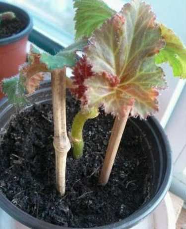 丽格海棠初冬怎么浇水 海棠怎么繁殖