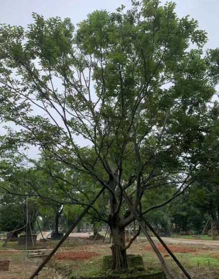 朴树种植注意什么意思 种植朴树有哪些注意事项