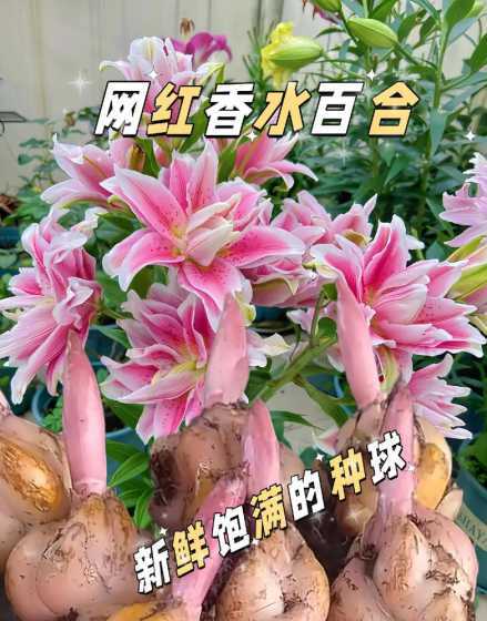 香水百合喜欢什么土壤 香水百合怎么施肥