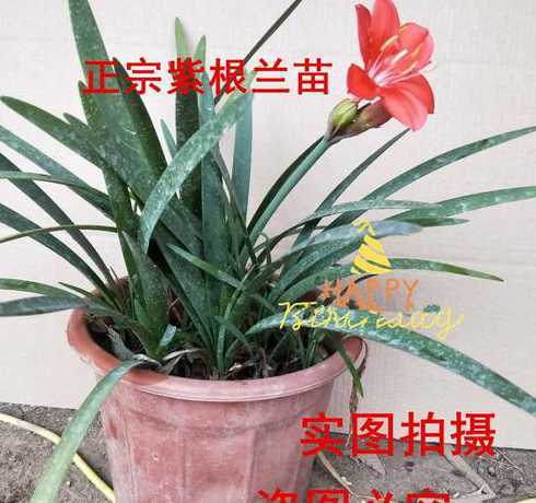 怎么能让紫根兰多开花 紫根兰不开花怎么办