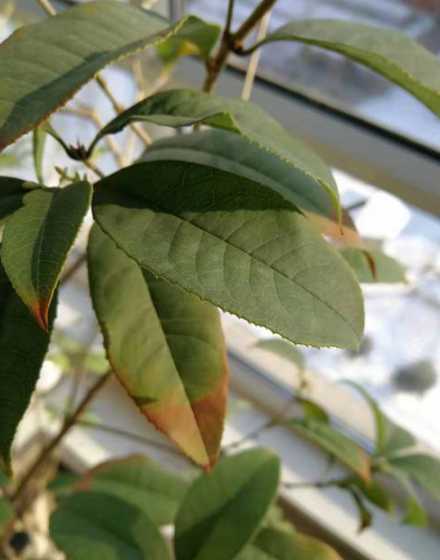 盆栽叶尖发黄怎么处理 如果出现盆栽植物叶尖发黄我们要怎么办呢.很简单哦