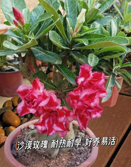 沙漠玫瑰指的是什么花 沙漠玫瑰的花语和寓意是什么