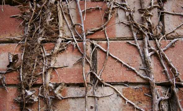 常青藤为什么老掉叶子 夏季爬藤植油为什么老掉叶