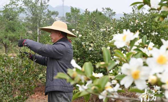 油茶花是通过什么授粉 油茶树种植时要不要栽受粉树原因是什么呢