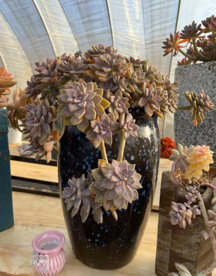 肉肉植物冬天怎么浇水 冬天新栽的多肉怎么浇水