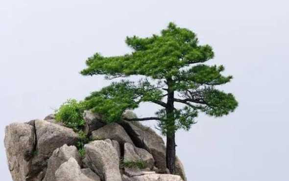 全国哪里种植松树最多 松树哪个季节种植最合适