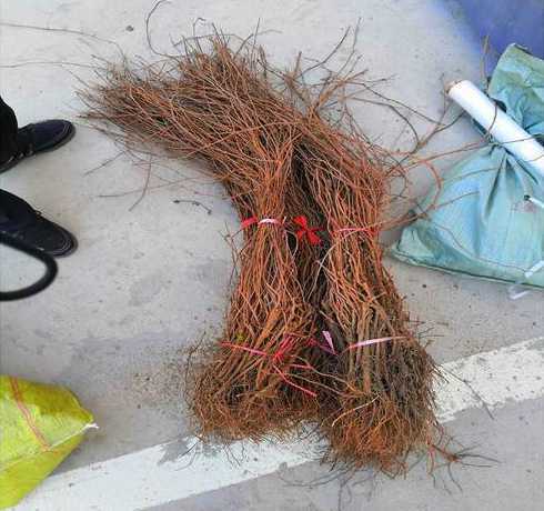 爬山虎苗哪里可以找到 爬山虎苗子7月份邮寄5天还能栽活吗