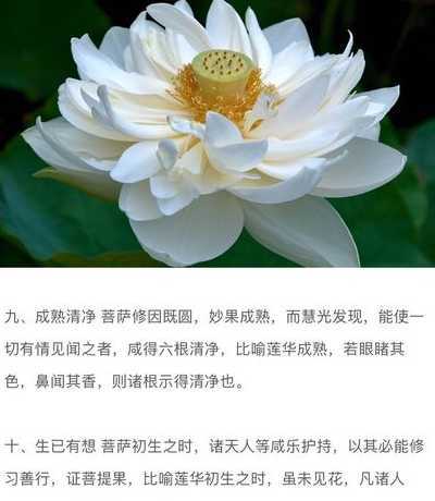 种莲花寓意是什么意思 莲花风水作用和风水意义是什么