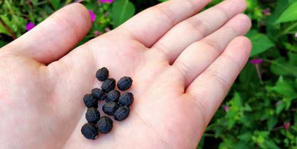 紫茉莉种子是什么颜色 紫茉莉花种子怎么种(详解紫茉莉花栽培技术)
