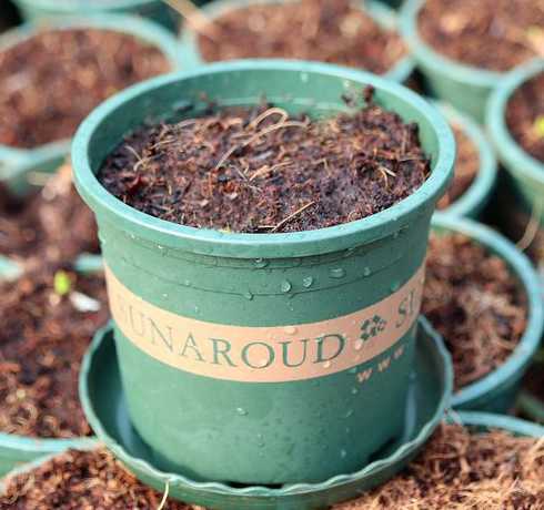 什么盆栽适合碱性土壤 什么植物适合在偏碱性的土壤中种植