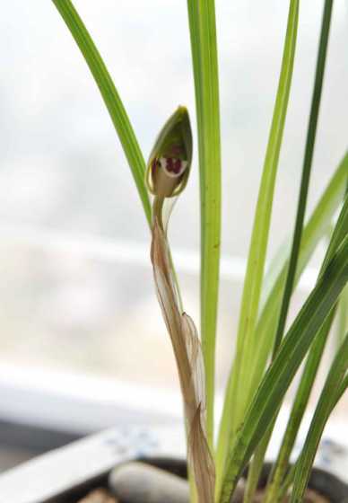 春兰是什么季节开花的 春兰在什么季节开花,春兰的花期是什么时候