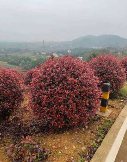 石楠球冠幅是什么意思 植物冠幅是什么意思