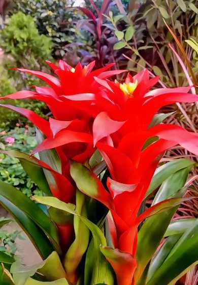 植物花鸿运当头怎么养 想要养鸿运当头,应该怎么养呢