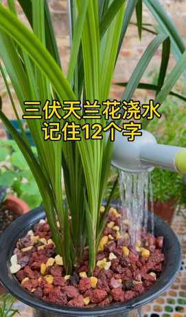 夏季室内兰花怎么浇水 夏天兰花怎么浇水
