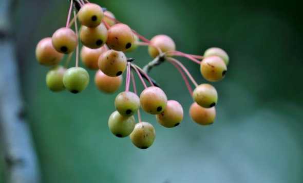垂丝海棠的果为什么果 垂丝海棠果子可以吃吗