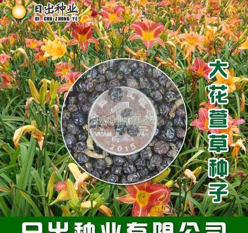 金娃娃萱草种子如何种 金娃娃萱草怎么种植(金娃娃萱草种子播种方法)