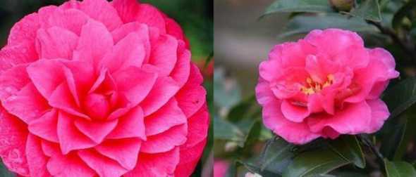 跟茶花相似的花叫什么 山茶花花瓣形状像什么