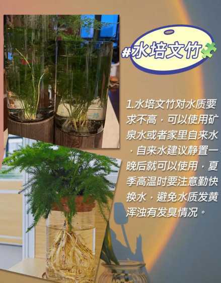 水养文竹应该怎么养护 文竹可以水养吗