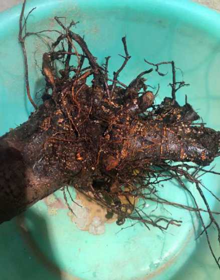 四季海棠烂根了怎么办 四季海棠根烂了怎么办四种方法让它重生