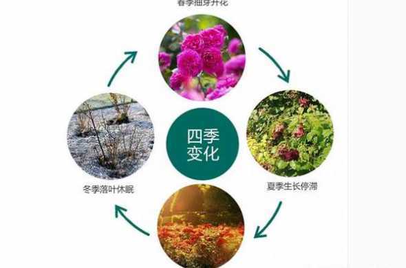 冬天种植月季怎么养护 月季花要怎么养护才好