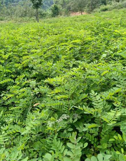 槐树苗长得是什么样子 槐花长什么样子