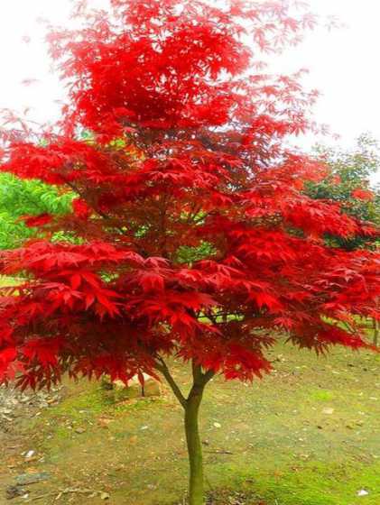 一年的红枫树苗多少钱 红冠红枫树苗多少钱一棵