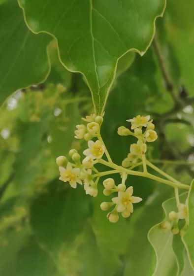香花树叫什么季节开花 天香桂花树是四季开花吗