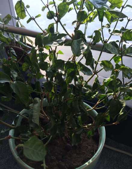 冬季茉莉花为什么干叶 冬季盆栽茉莉花枝头上有干叶是何原因