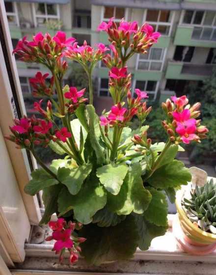 长寿花适合在什么温度 长寿花适应温度是多少