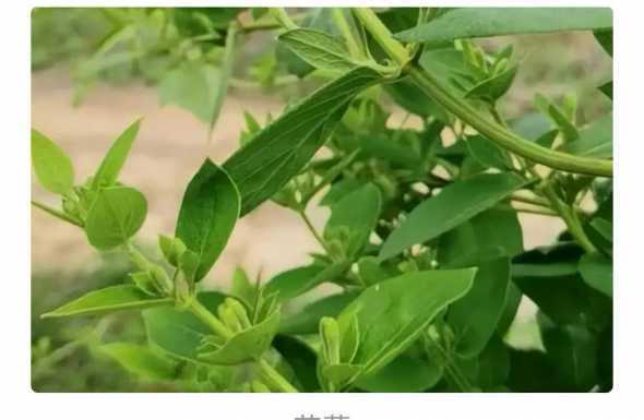 金银花为什么长势不好 金银花为什么叫忍冬,忍冬的名称由来