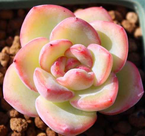 果冻色多肉是什么植物 如何把多肉养出果冻色