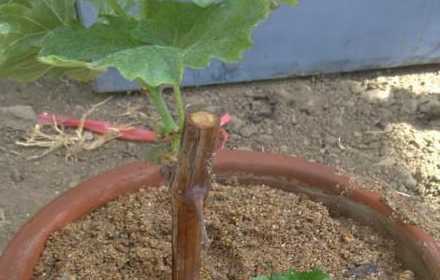 葡萄怎么扦插种植技术 葡萄的扦插方式有哪些