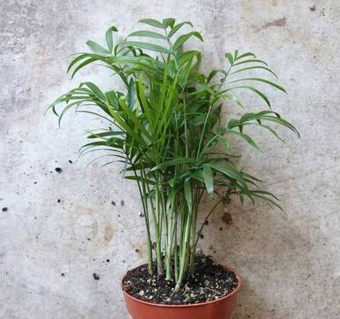 椰子盆栽怎么养殖技术 盆栽袖珍椰子怎么养